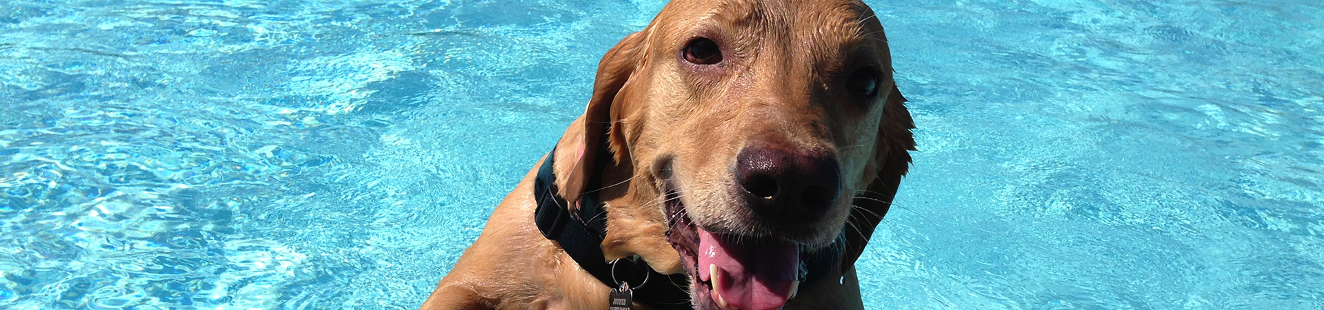 Doggie Pool Party