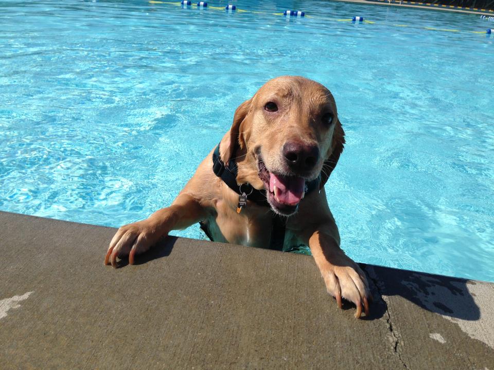 Charlie Doggie Pool Party