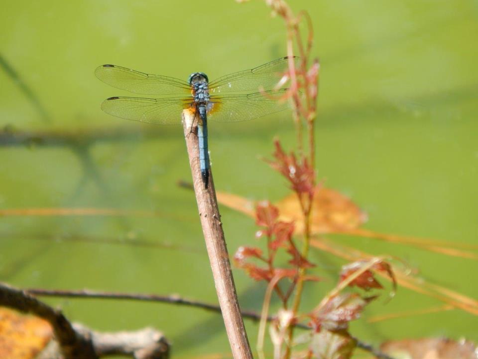 dragonfly 2