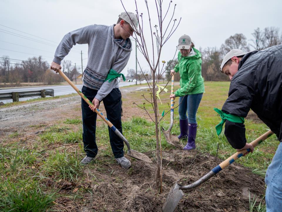 Tree Day 2017