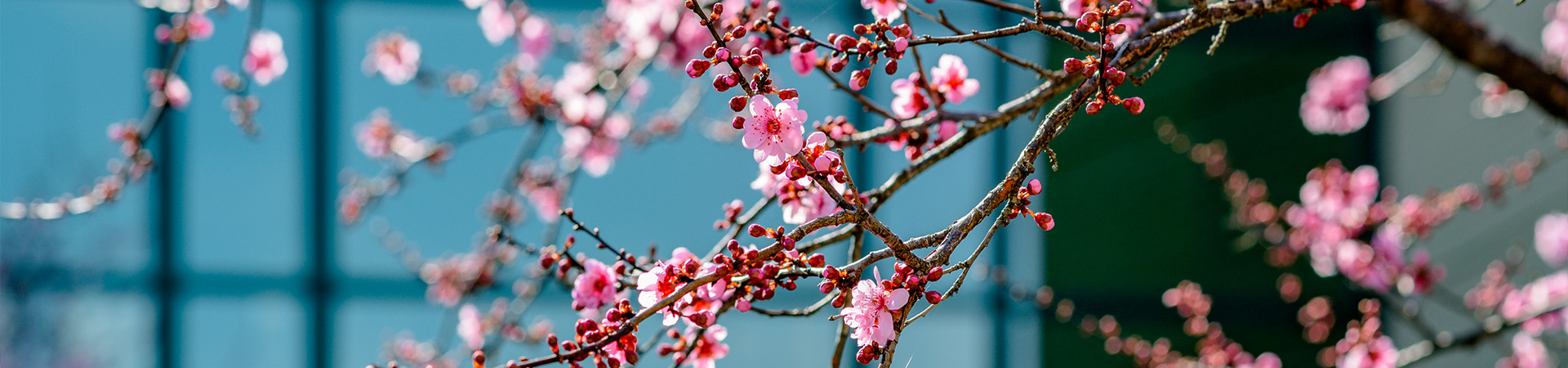 cherry blossom tree