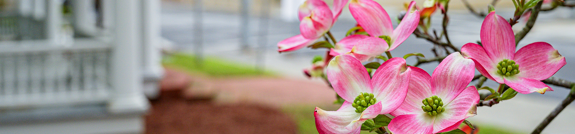 Dogwood Flowers